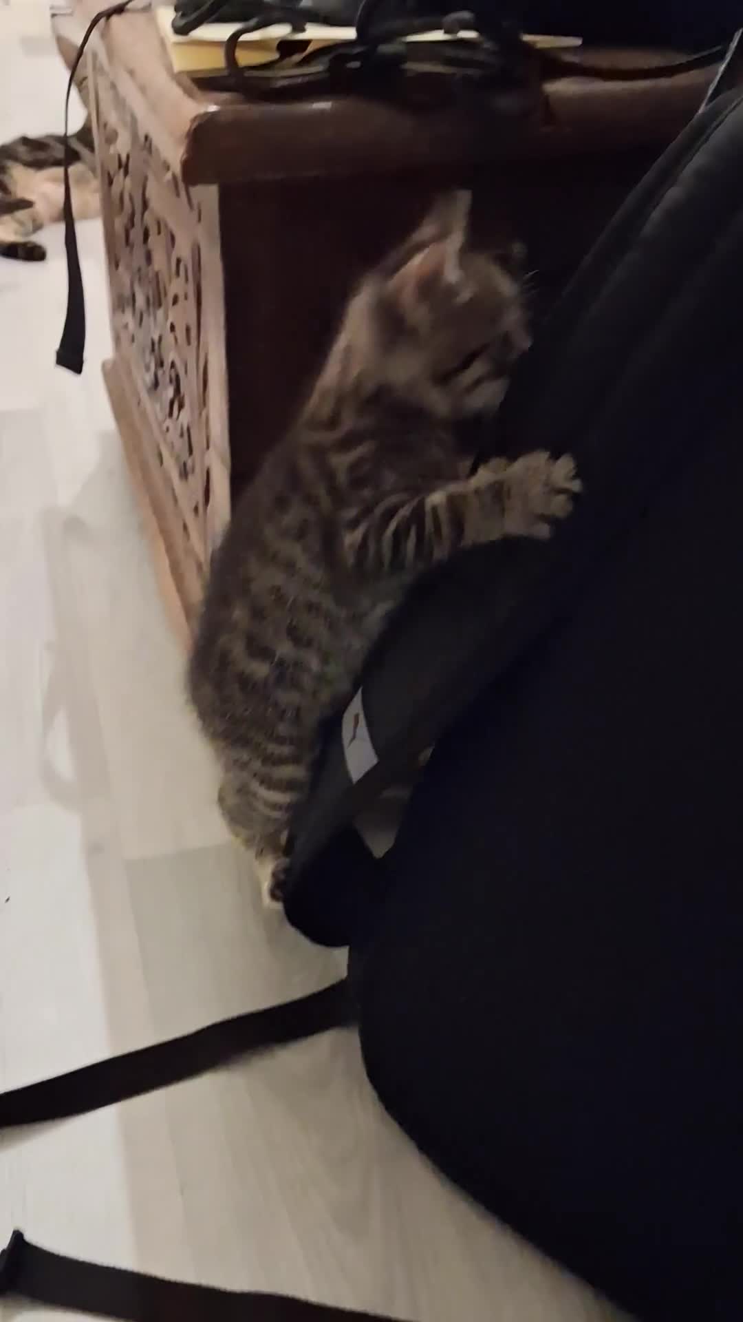 Mixed Breed cats for sale: Kittens 2x Boys and 2x Girls in Thame - Video 2