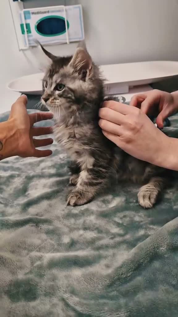 Maine Coon cats for sale: ⚜️ Championline mainecoon kittens ⚜️ - Video 2
