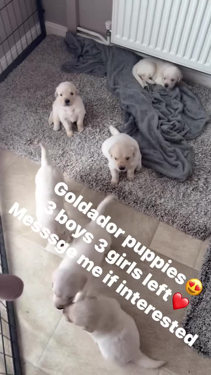 Goldador dogs for sale: Goldador puppies first litter - Video 1