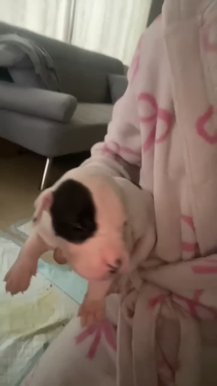 American Bull Staffy dogs for sale: American staff puppy  - Video 1