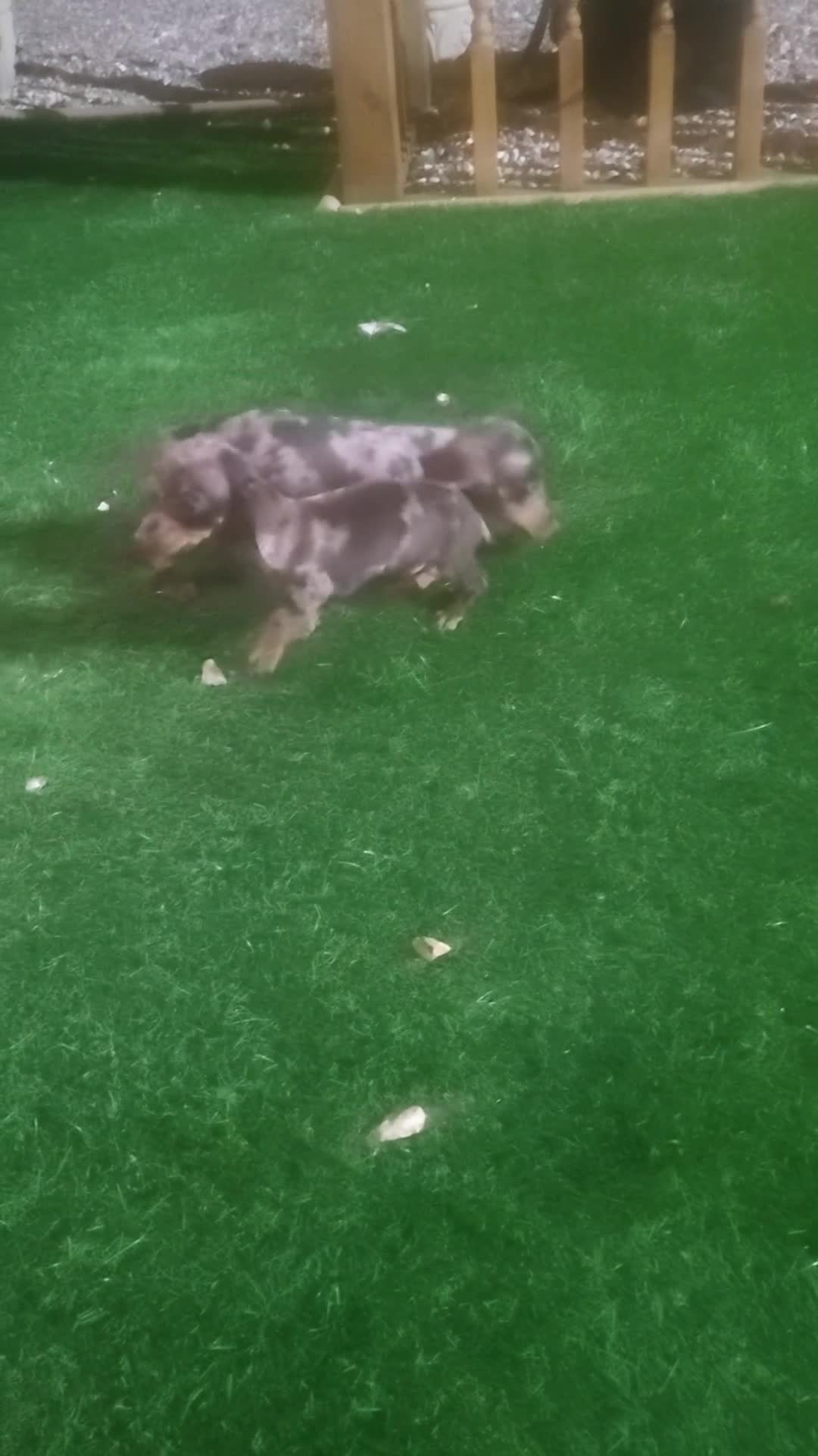 Miniature Dachshund dogs for sale: 5 miniature dachshund puppies - Video 1