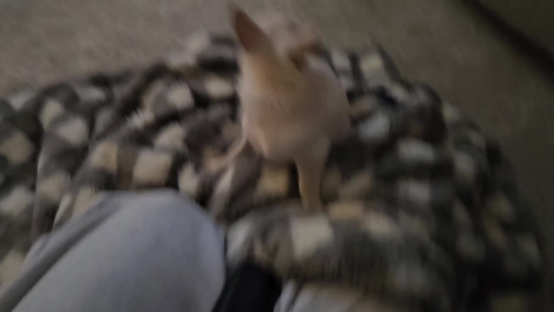 Chihuahua dogs for sale: Teeny Chihuahua Pup   - Video 3