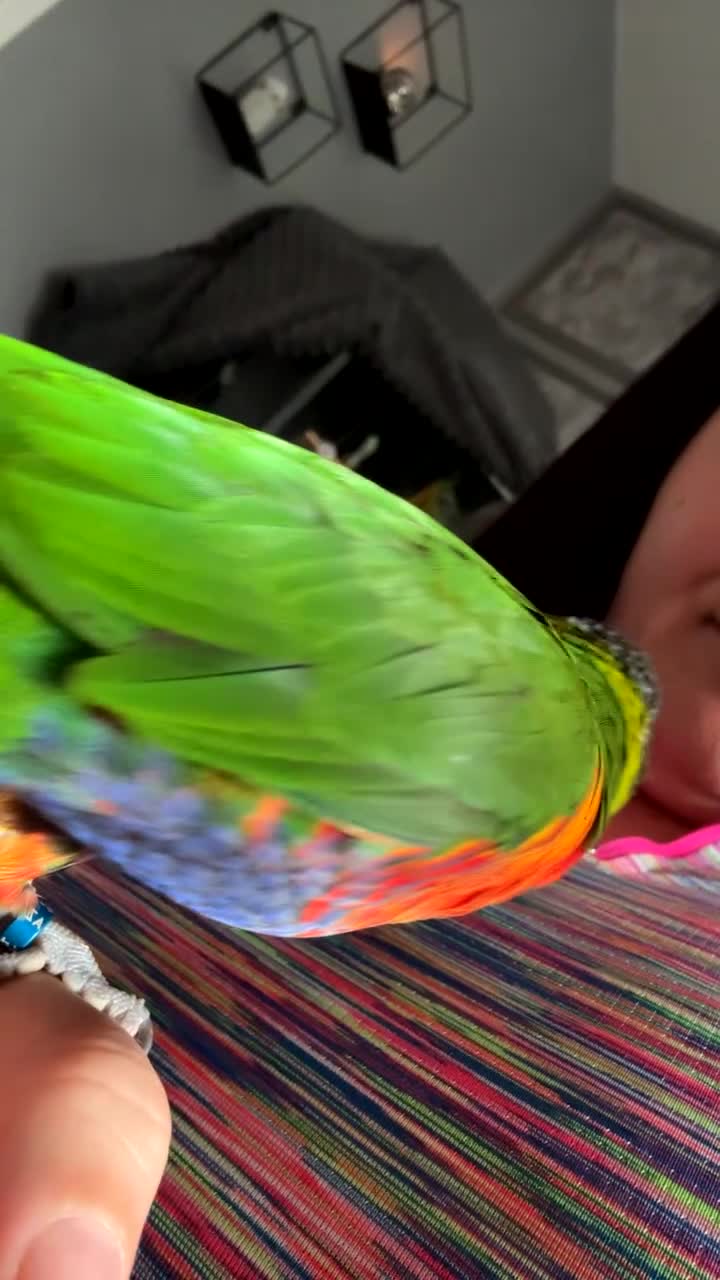 Lorikeets birds for sale: Rainbow lorikeet - Video 3