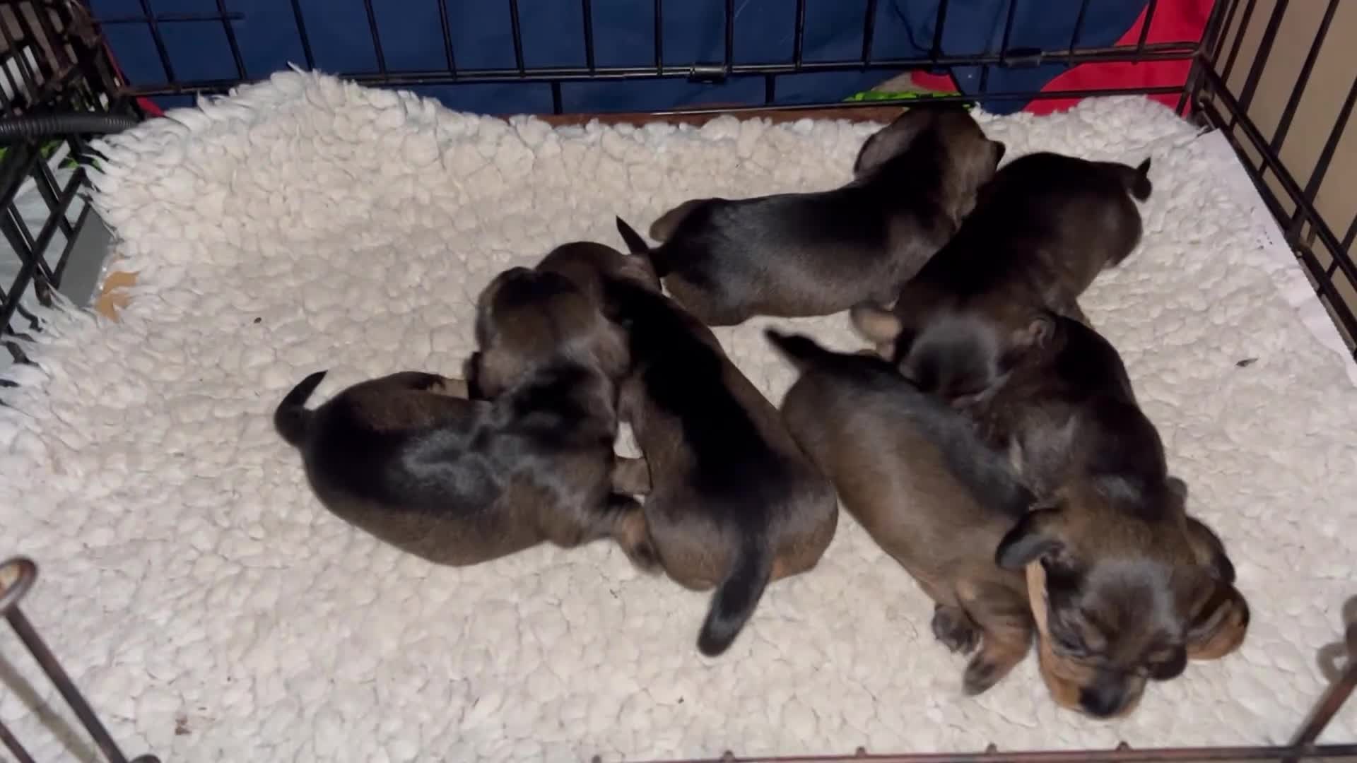 Miniature Dachshund dogs for sale: Miniature wirehaired dachshund puppies (Teckels) - Video 1