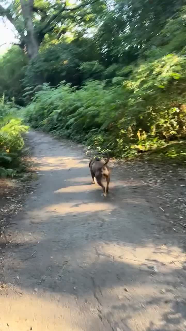 Mixed Breed dogs for sale: Roxyy - Video 3