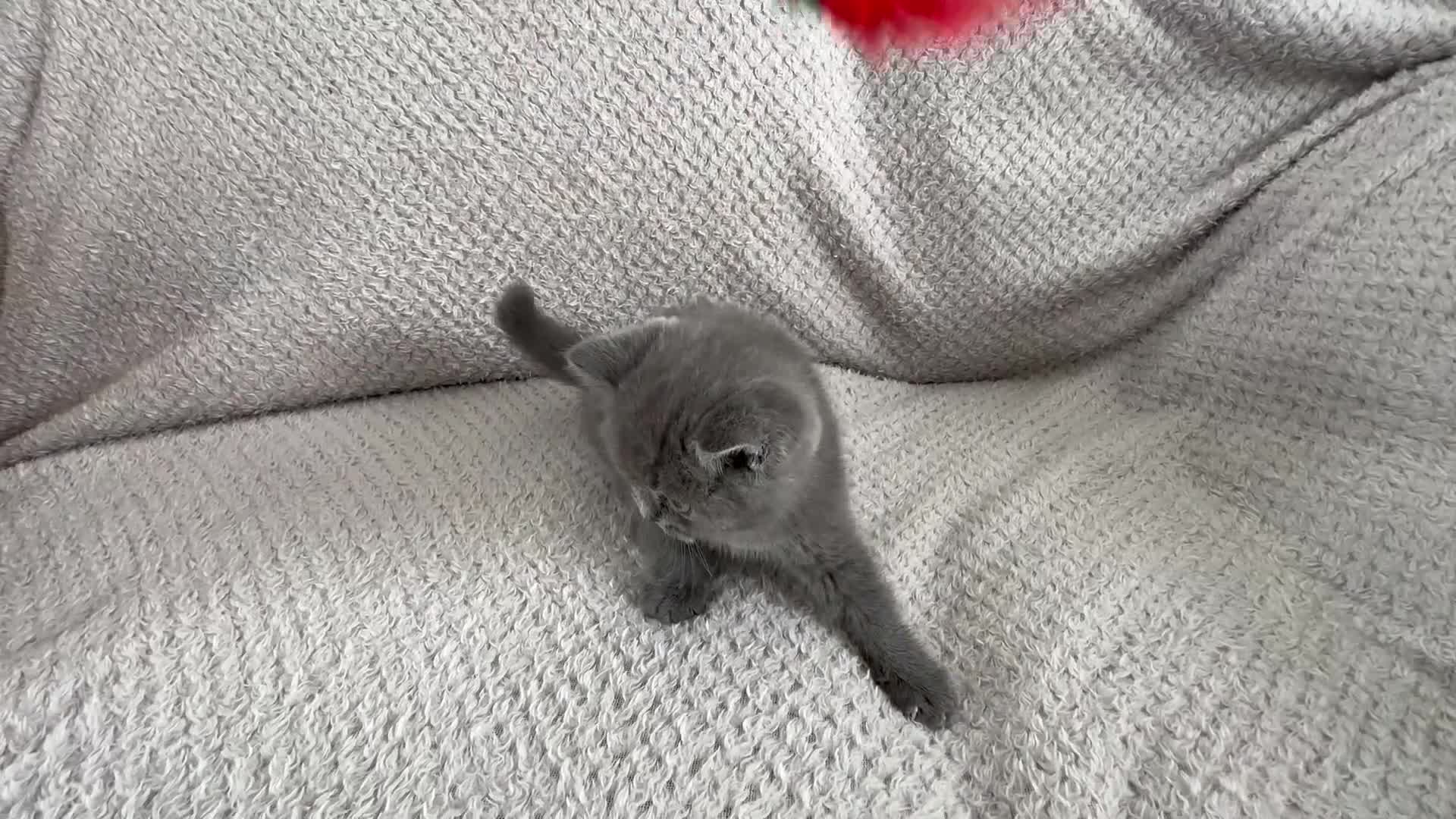 British Shorthair cats for sale: Pedigree BSH kittens  - Video 1