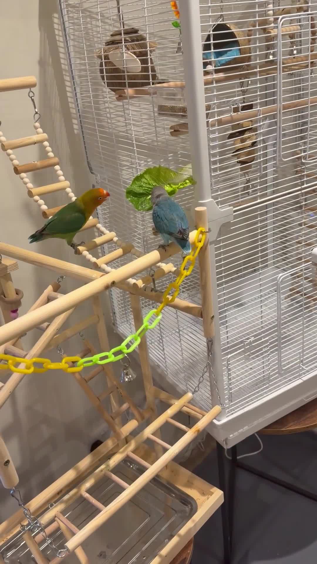 Lovebirds birds for sale: 2 amazing male love birds for sale in Woking - Video 1