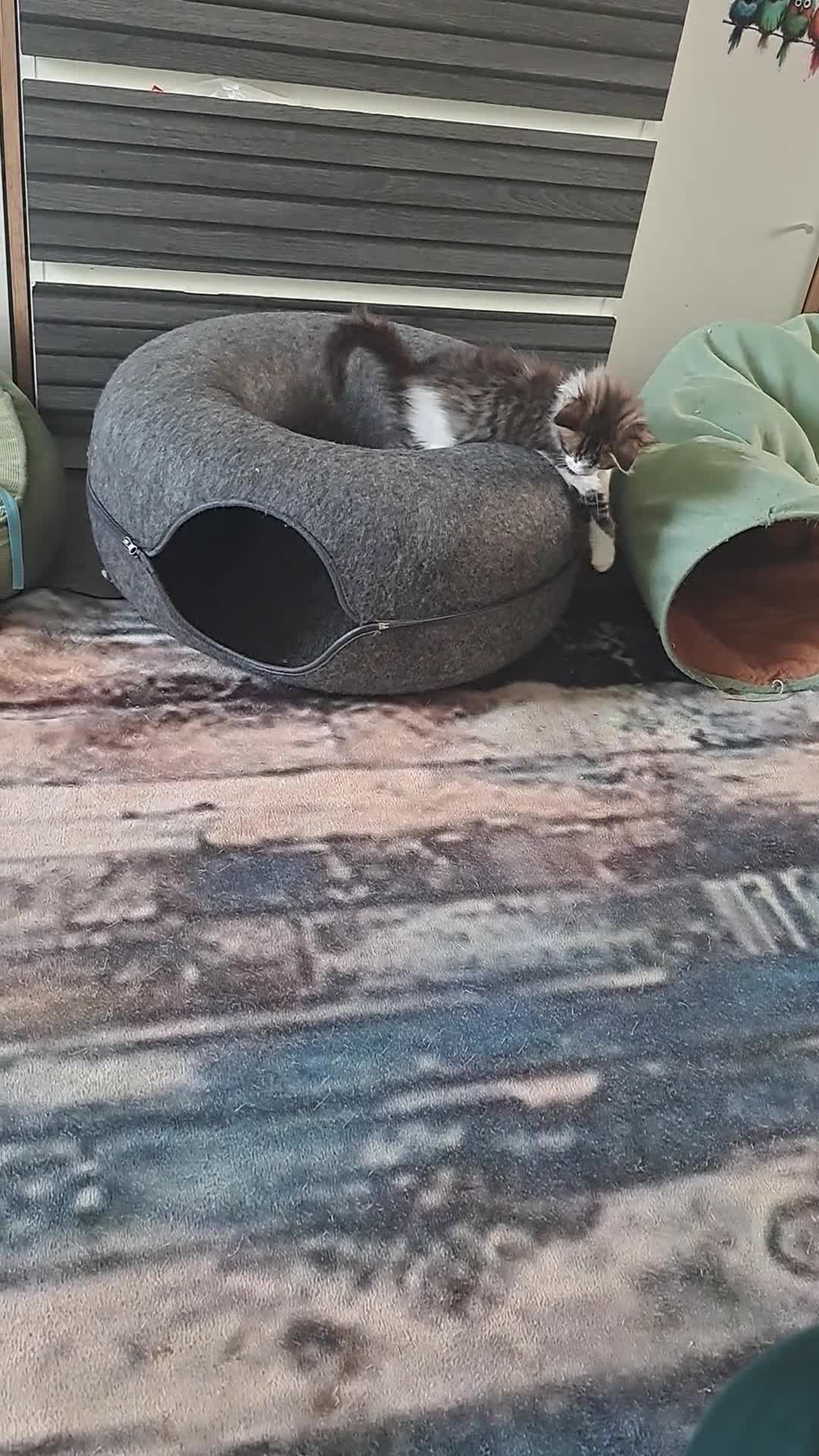 Mixed Breed cats for sale: 2 beautiful mix kittens 🤩Ready now  - Video 1