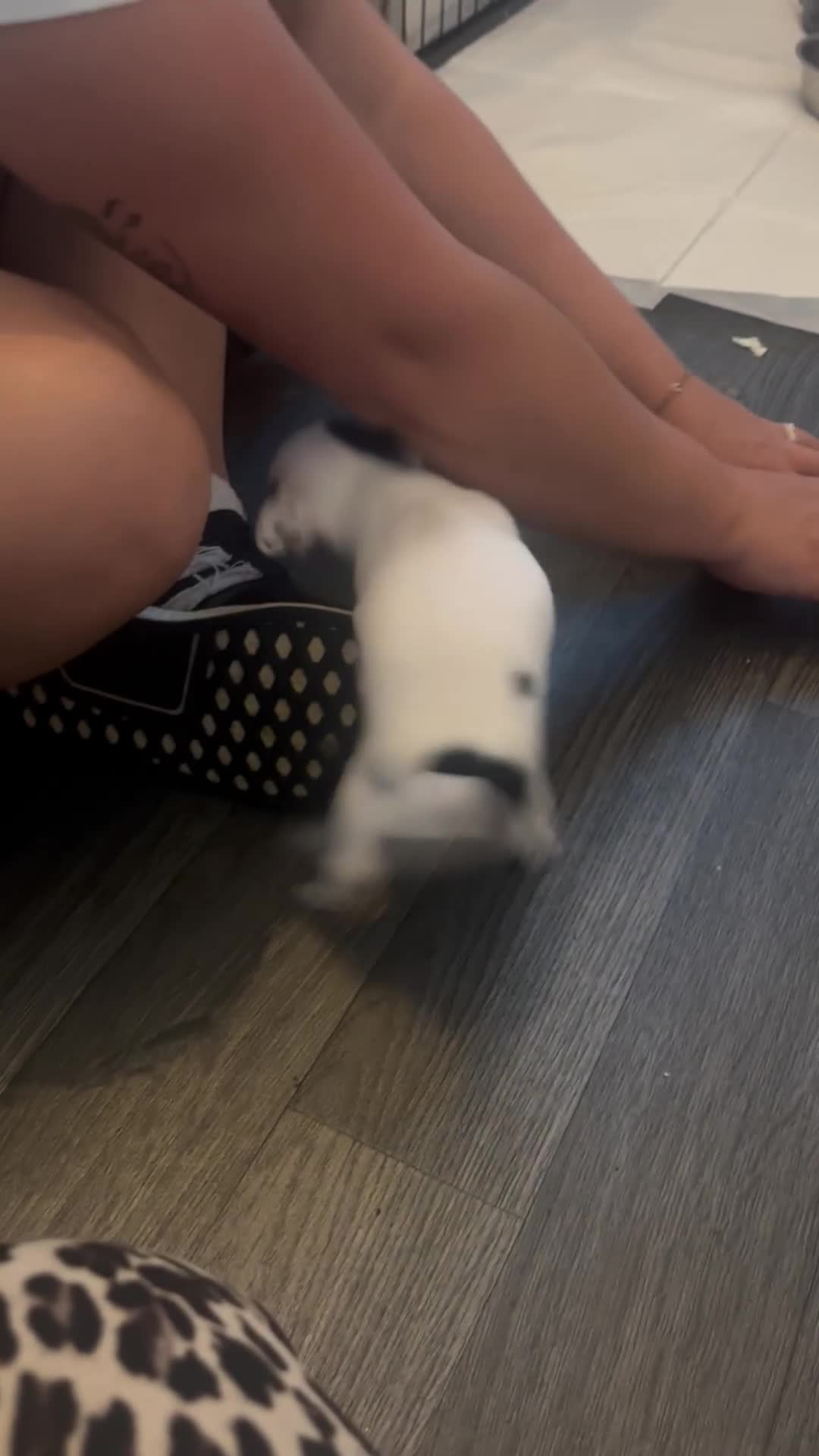 Chihuahua dogs for sale: Tiny cute chihuahua puppies  - Video 2