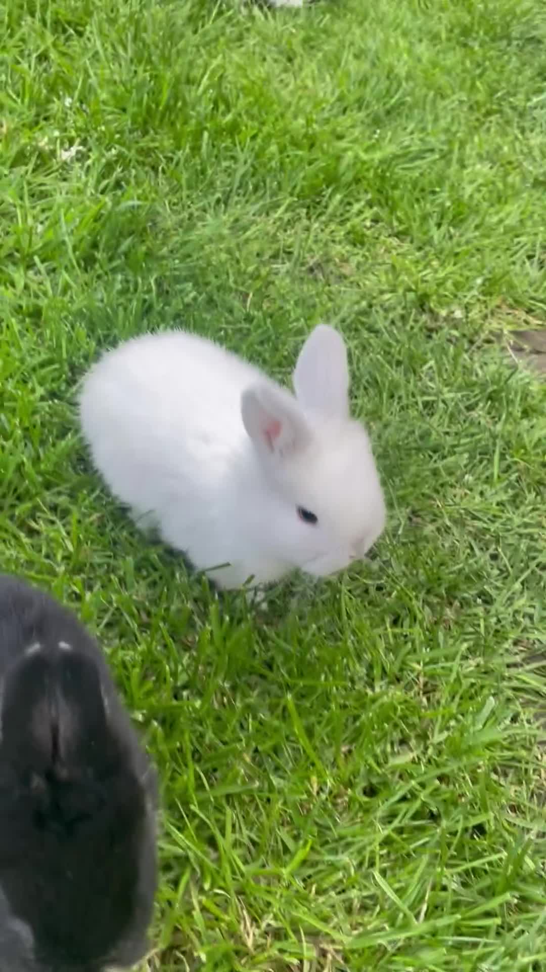 Mini Lop rabbits for sale: Mini lop Baby bunnies  - Video 2