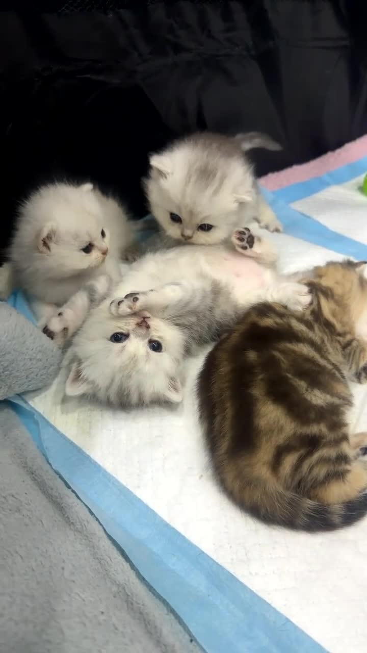British Shorthair cats for sale: Persian x British shorthair kittens for sale  in Birmingham - Video 5