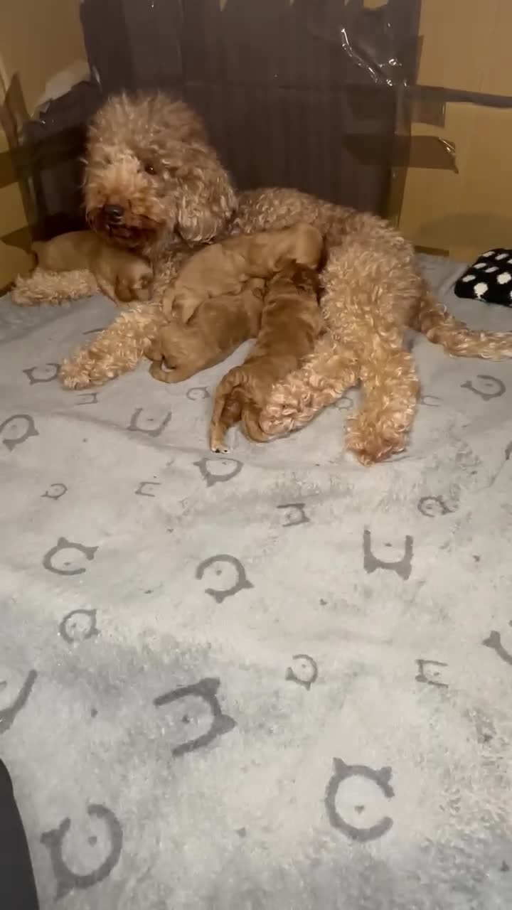 Cockapoo dogs for sale: Cockapoo - Video 1