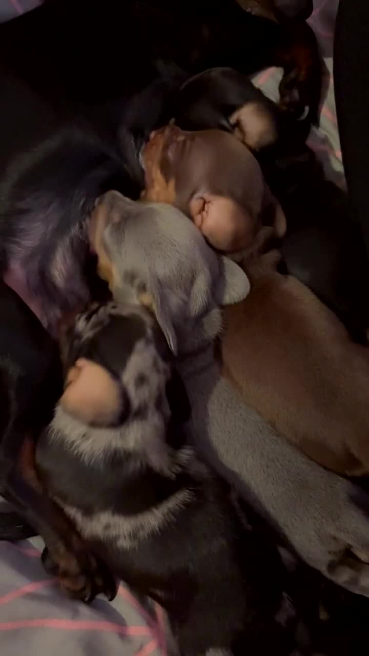 Miniature Dachshund dogs for sale: Last little silver girl available  - Video 1