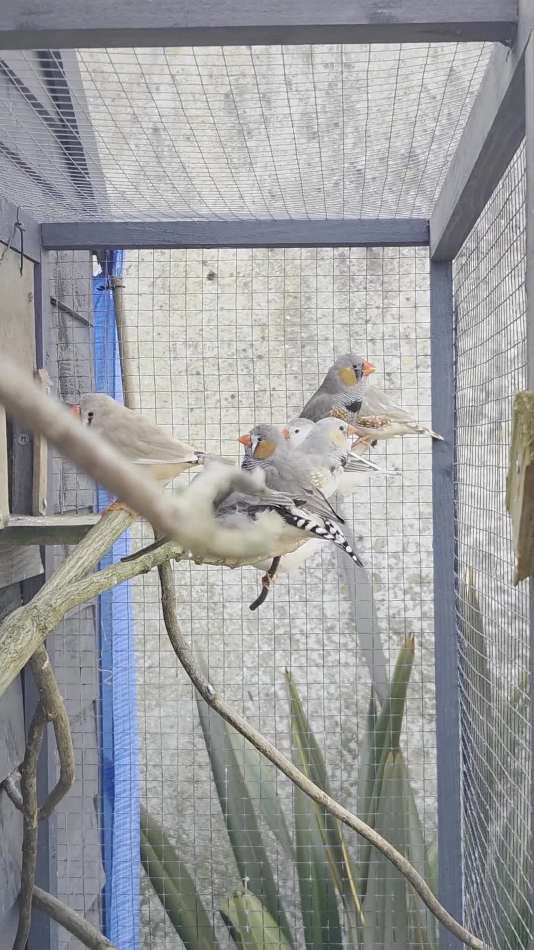 Finches birds for sale: Mix Aviary born Zebra Finch - Video 2