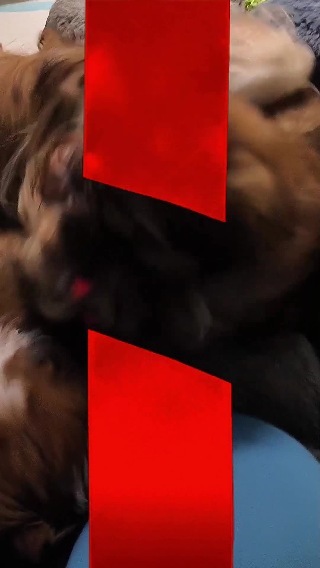 Shih Tzu dogs for sale: SHIH TZU STANDARD - PURE BREED  - Video 1