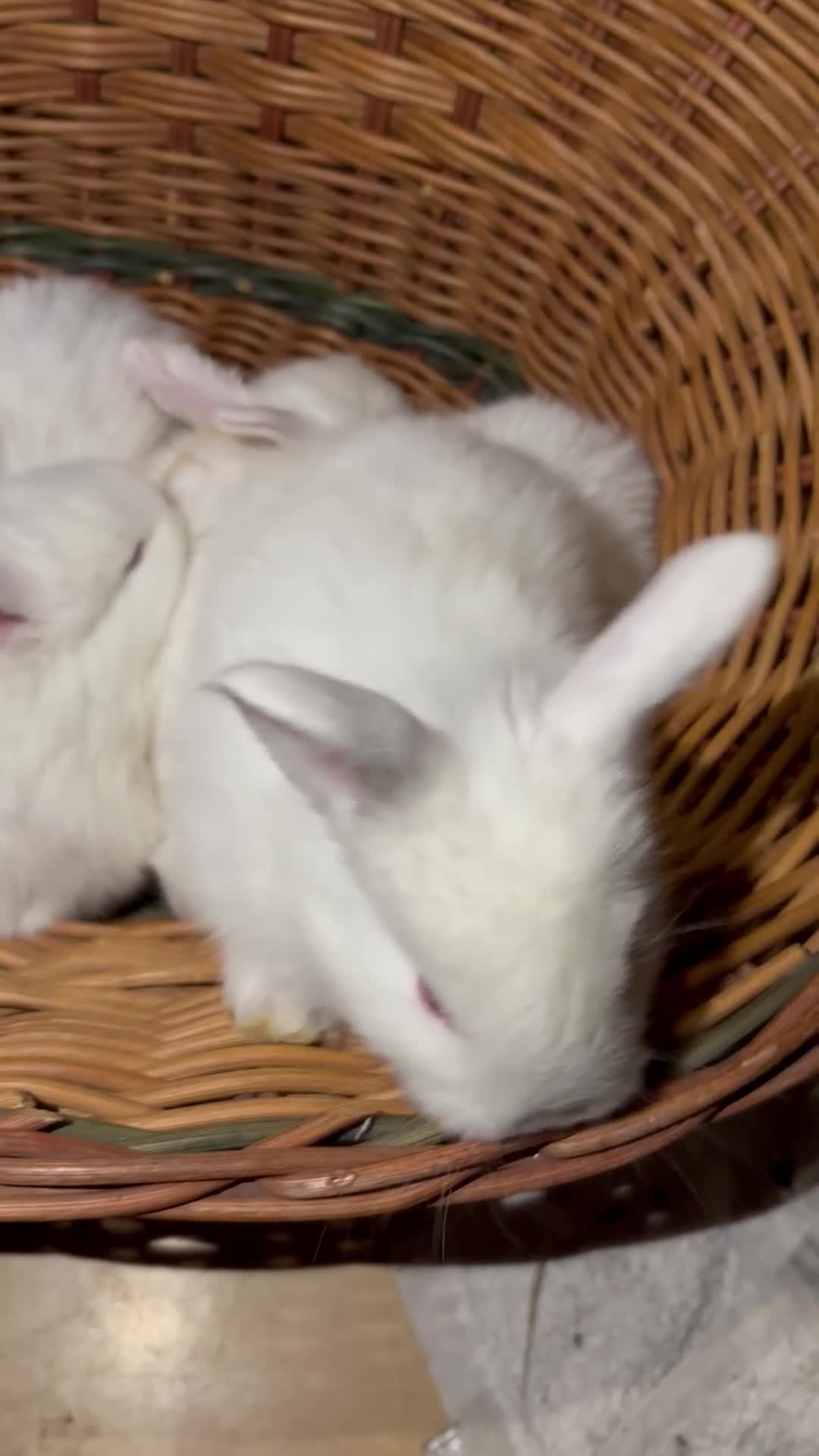 New Zealand rabbits for sale: Rabbits White New Zealand for Sale in Mountain Ash - Video 1