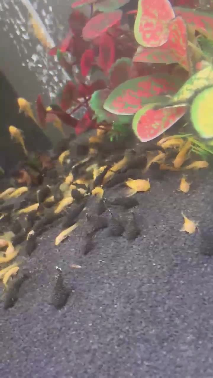 Plecos fish for sale: Home-Bred Bristlenose Plecos - Video 1