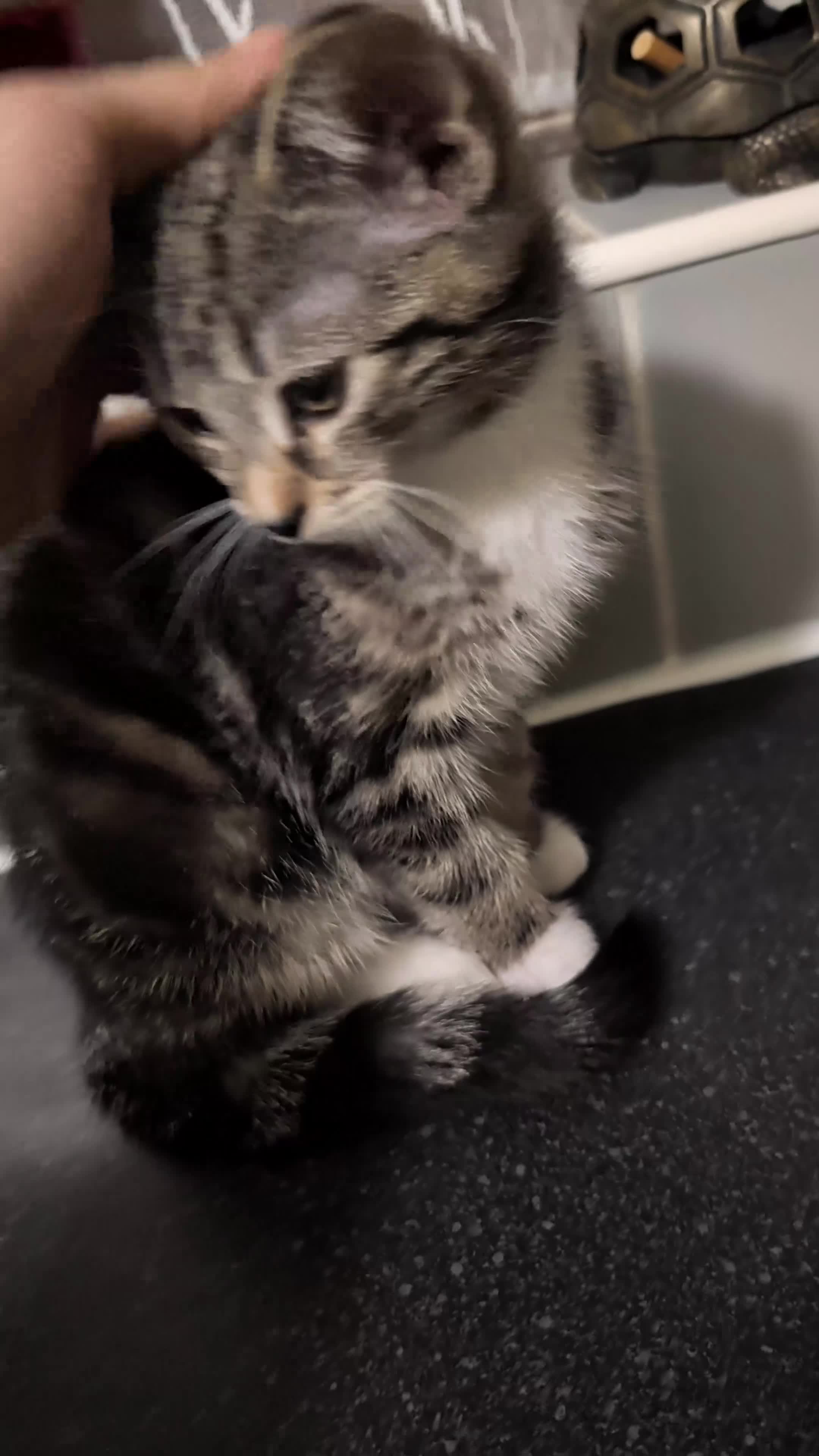 British Shorthair cats for sale: Tabby Kittens For Sale - 18th November! - Video 1