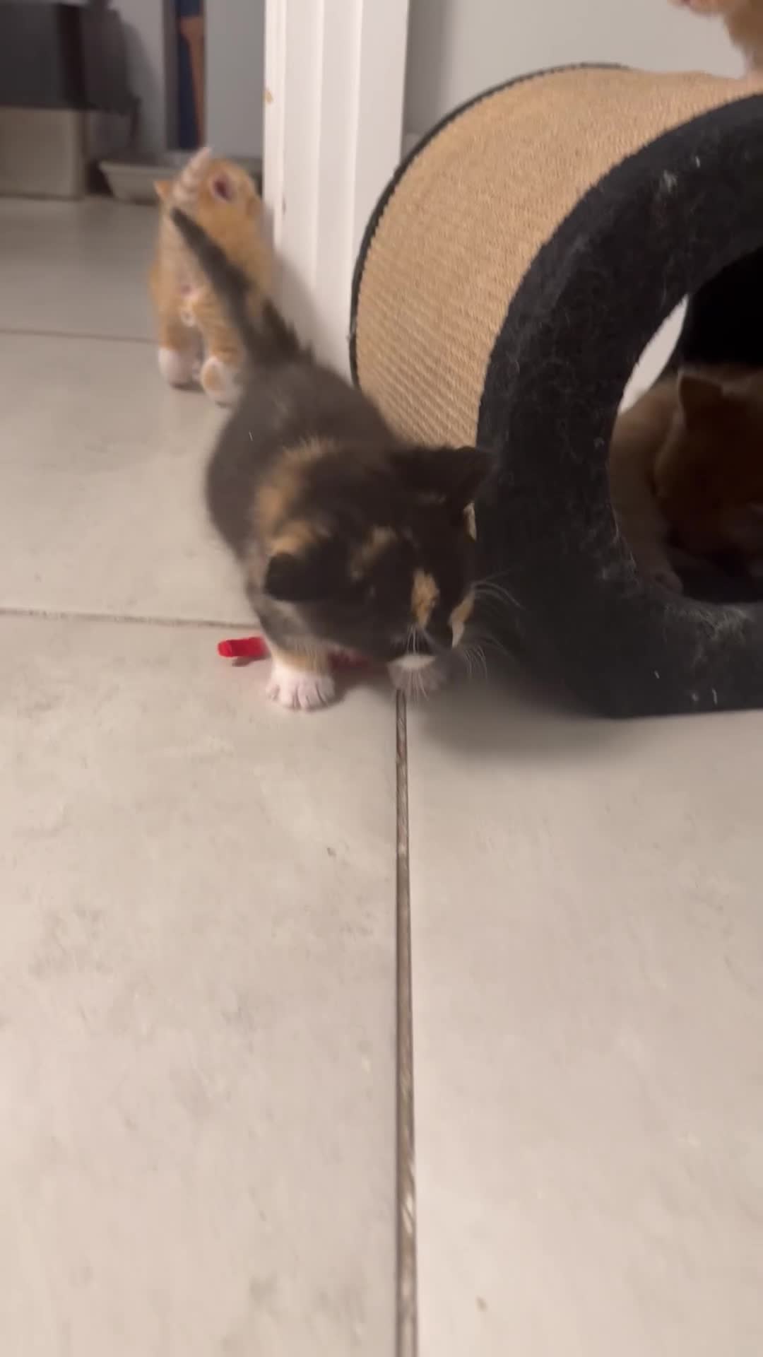 Siberian cats for sale: Meet marble  - Video 1