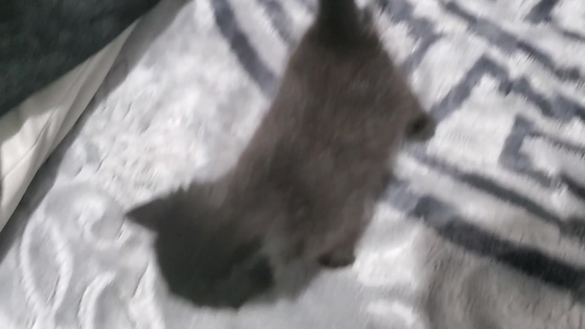 Mixed Breed cats for sale: 4 CUTE KITTENS FOR SALE!  - Video 1