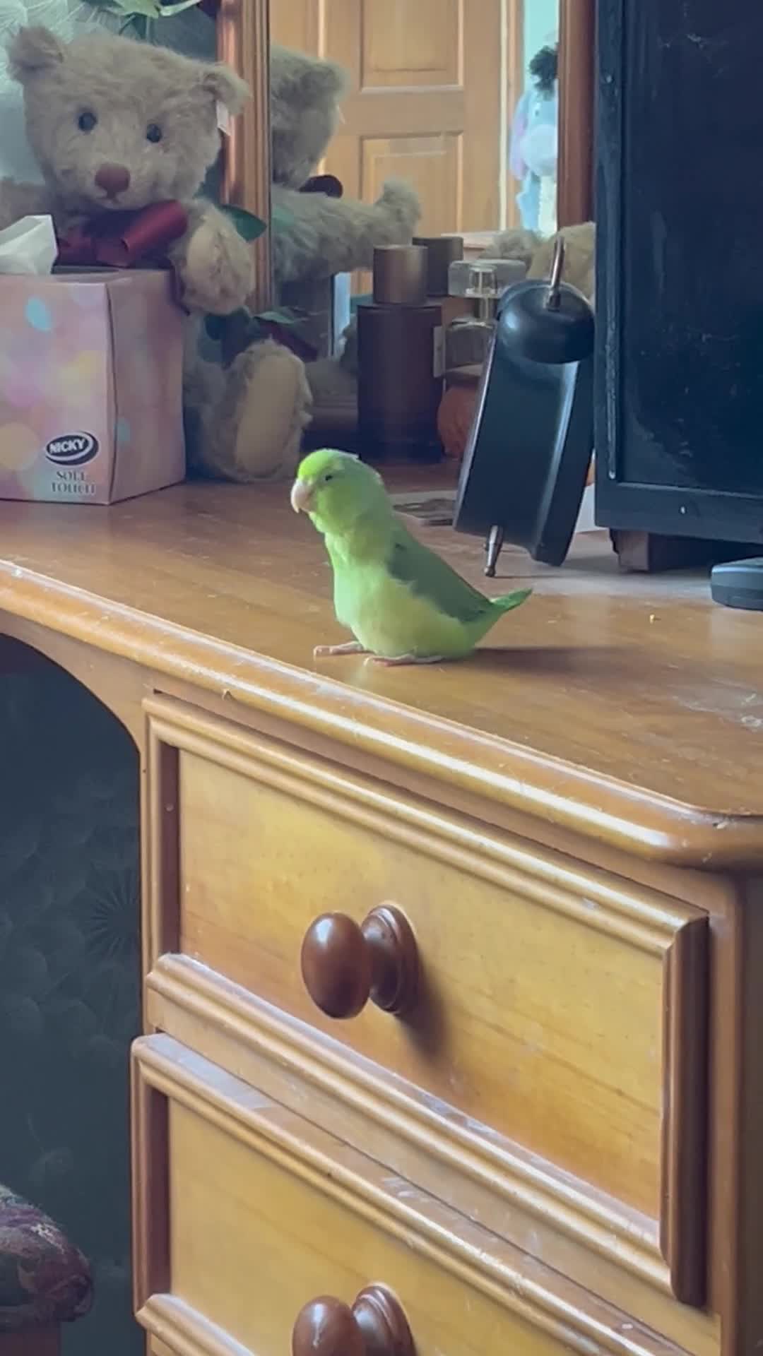 Parrots birds for sale: Parrotlet in Wakefield - Video 2