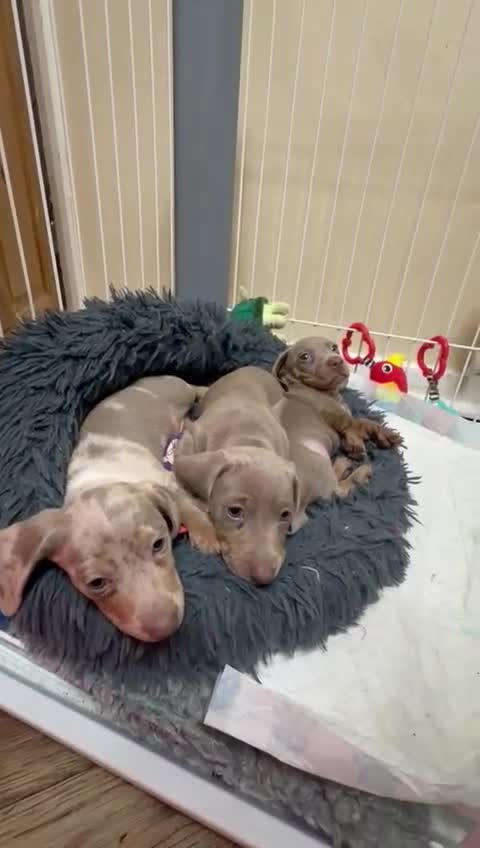 Miniature Dachshund dogs for sale: 3 MINIATURE DACHSHUND PUPPIES in Cardiff - Video 1