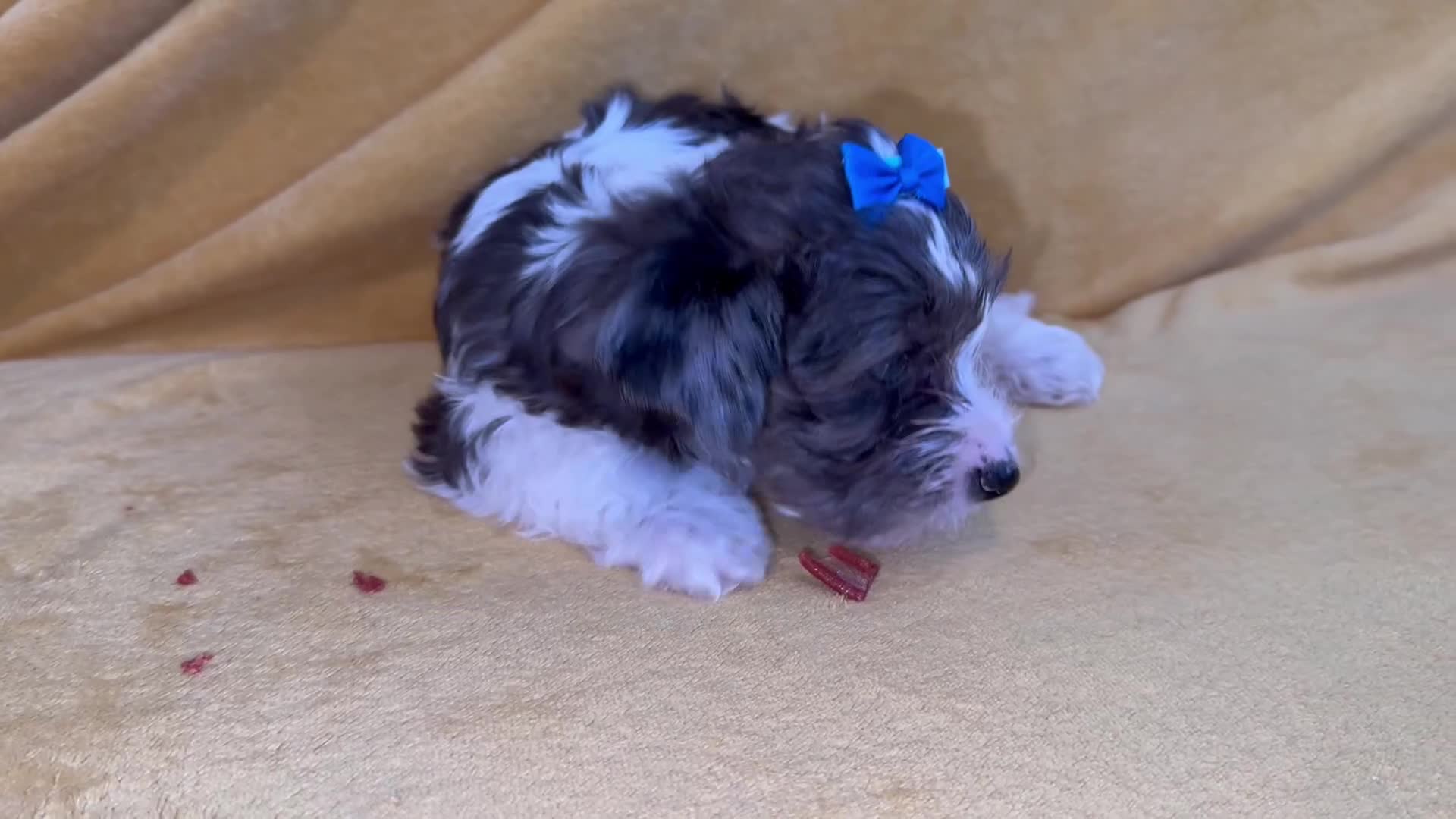 Yorkshire Terrier dogs for sale: 5 ⭐️ Pedigree Unique Puppies for Sale - Video 3