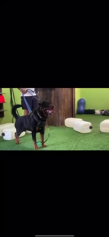 Rottweiler dogs for stud: Protection trained Serbian Rottweiler for Stud in Oldbury - Video 1