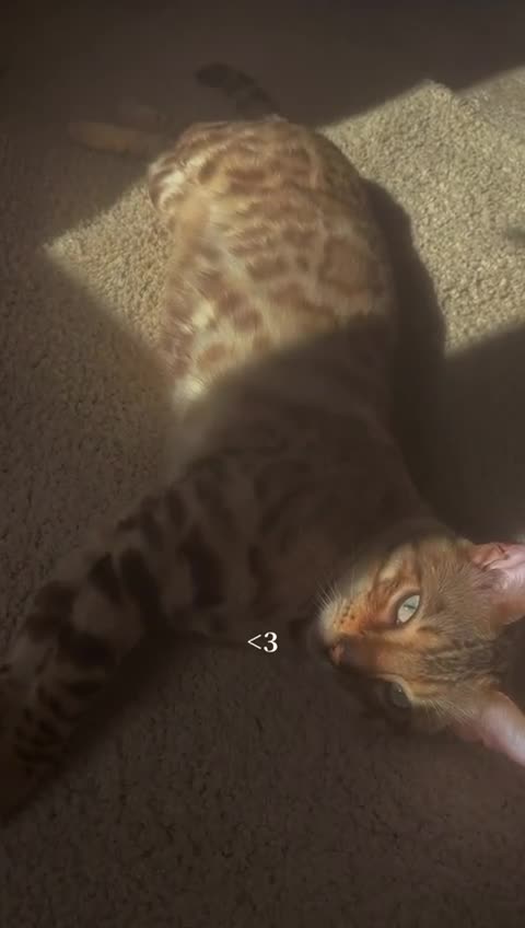 Bengal cats for sale: Glitter Snow Mink Boy - Video 3