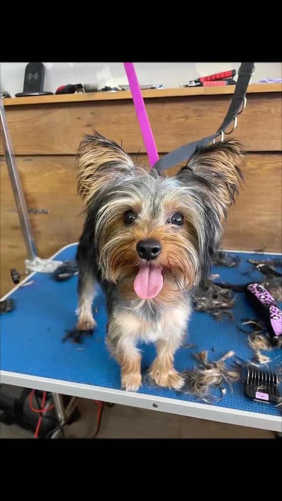 Yorkshire Terrier dogs for stud: 18 month old boy miniature Yorkshire terrier  - Video 1