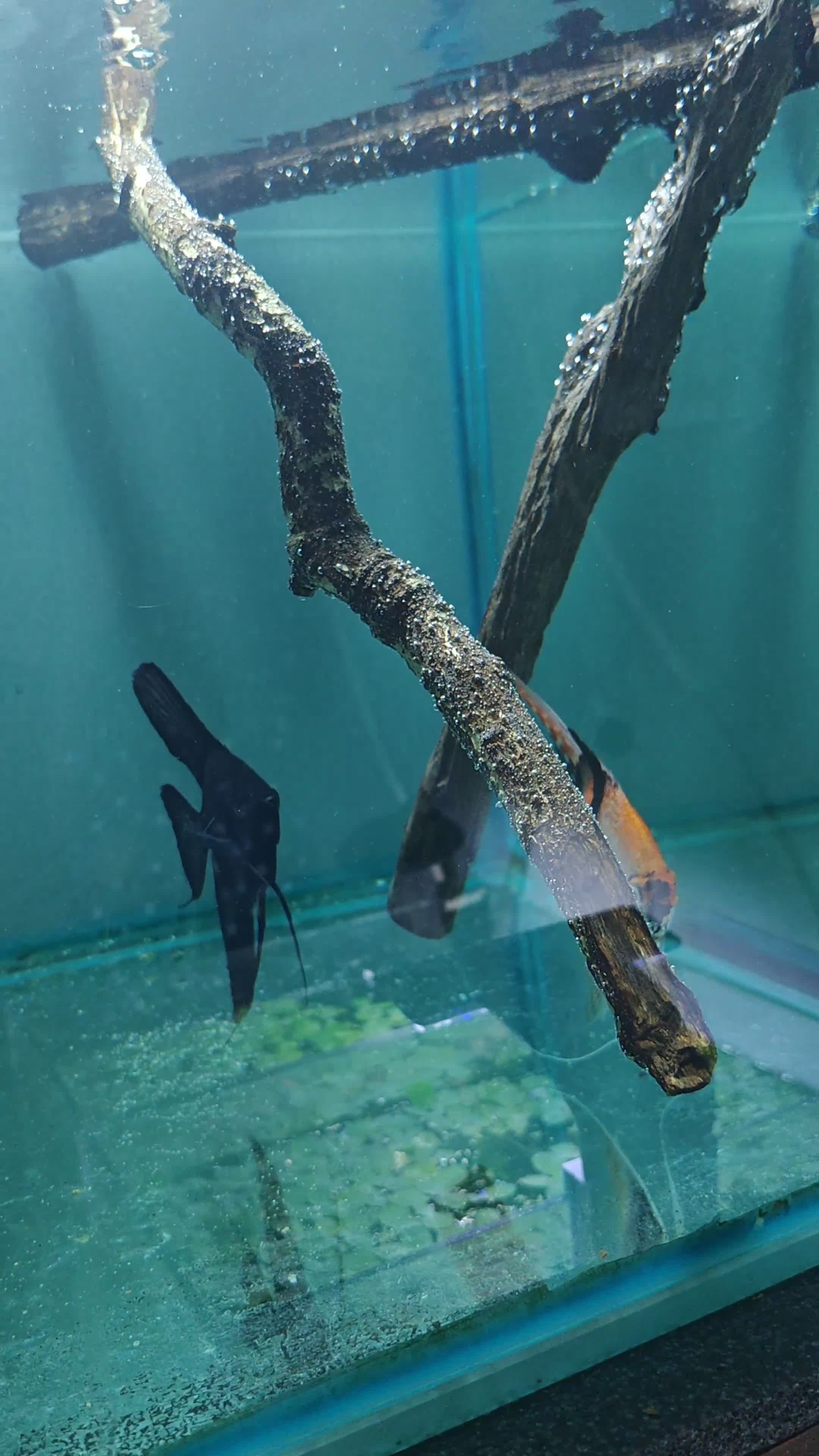 Angelfish fish for sale: Loads angelfish , breeding pairs - Video 4