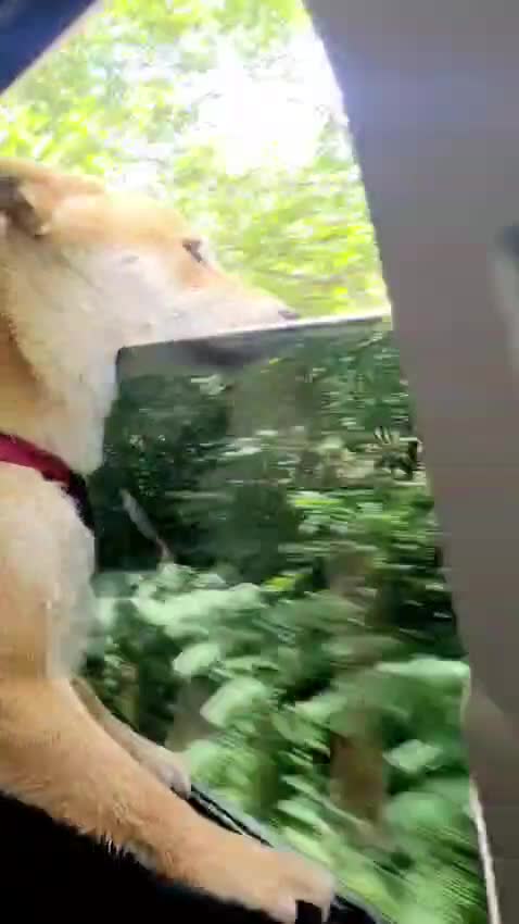 Japanese Shiba Inu dogs for sale: Beautiful Shiba Inu, 4-Year-Old Female  - Video 3
