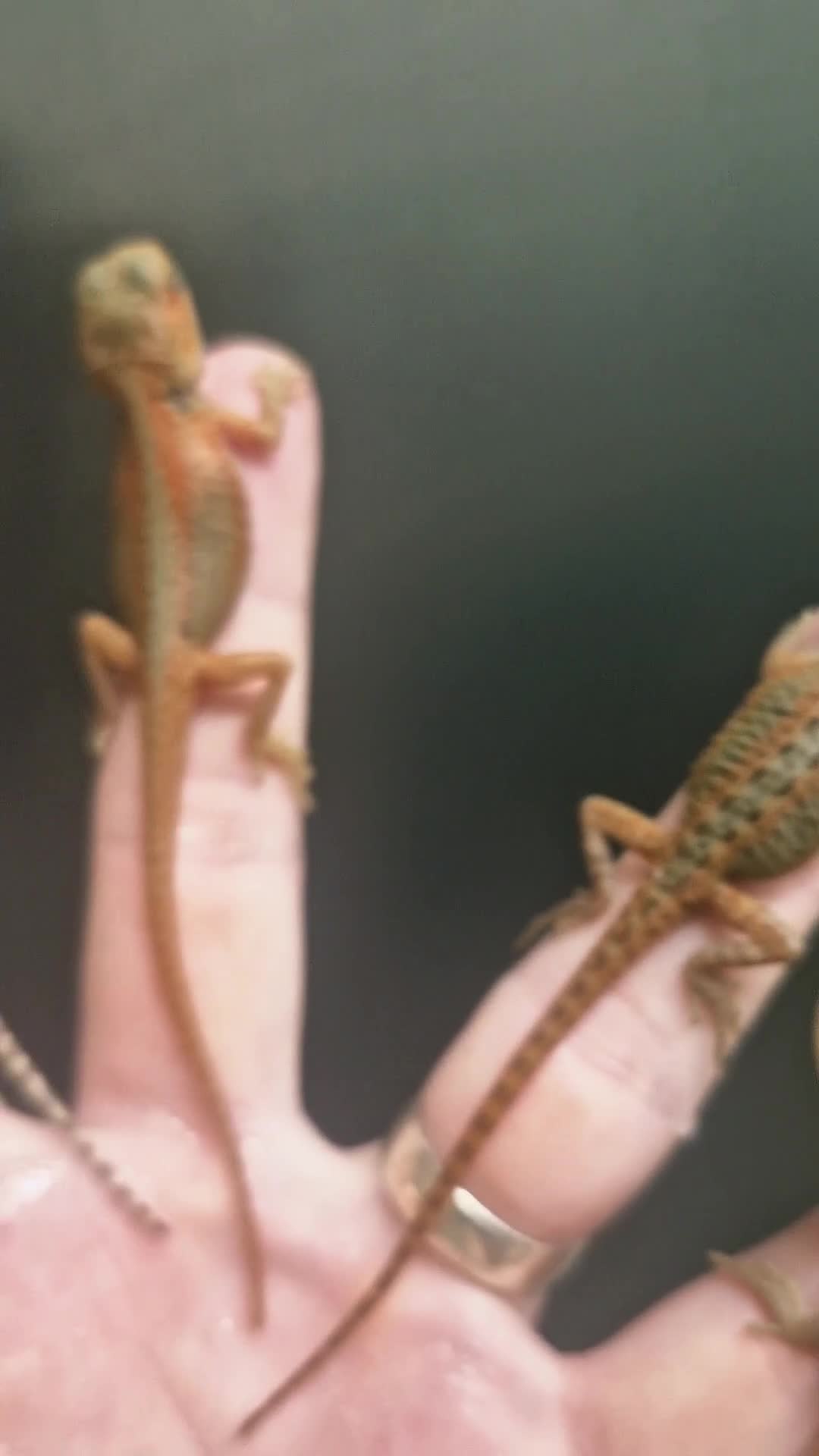 Bearded Dragon reptiles for sale: Pogona vitticeps + vitticeps/Barbata hybrids - Video 2