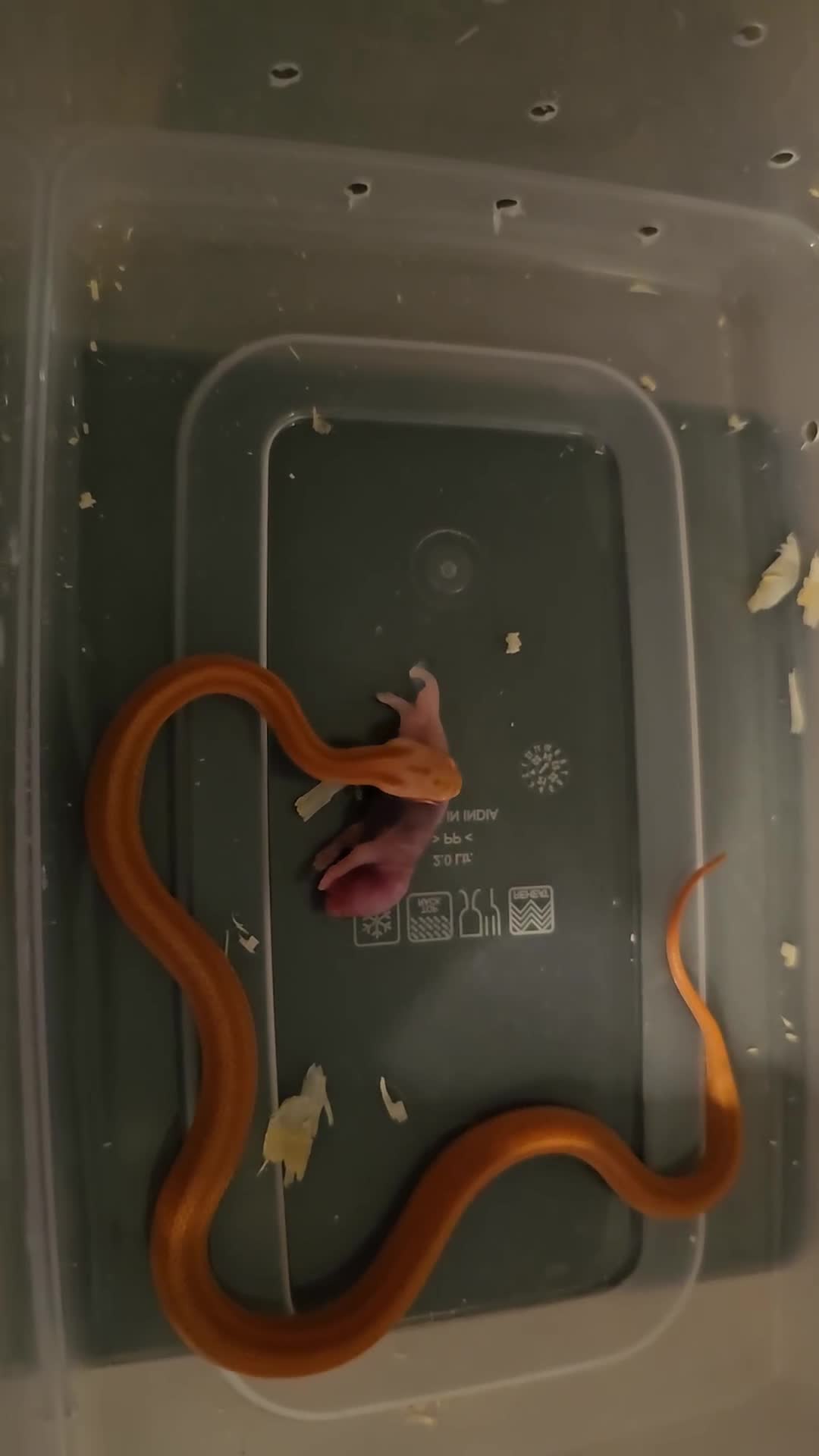 Corn Snake reptiles for sale: Beautiful corn snakes  - Video 1