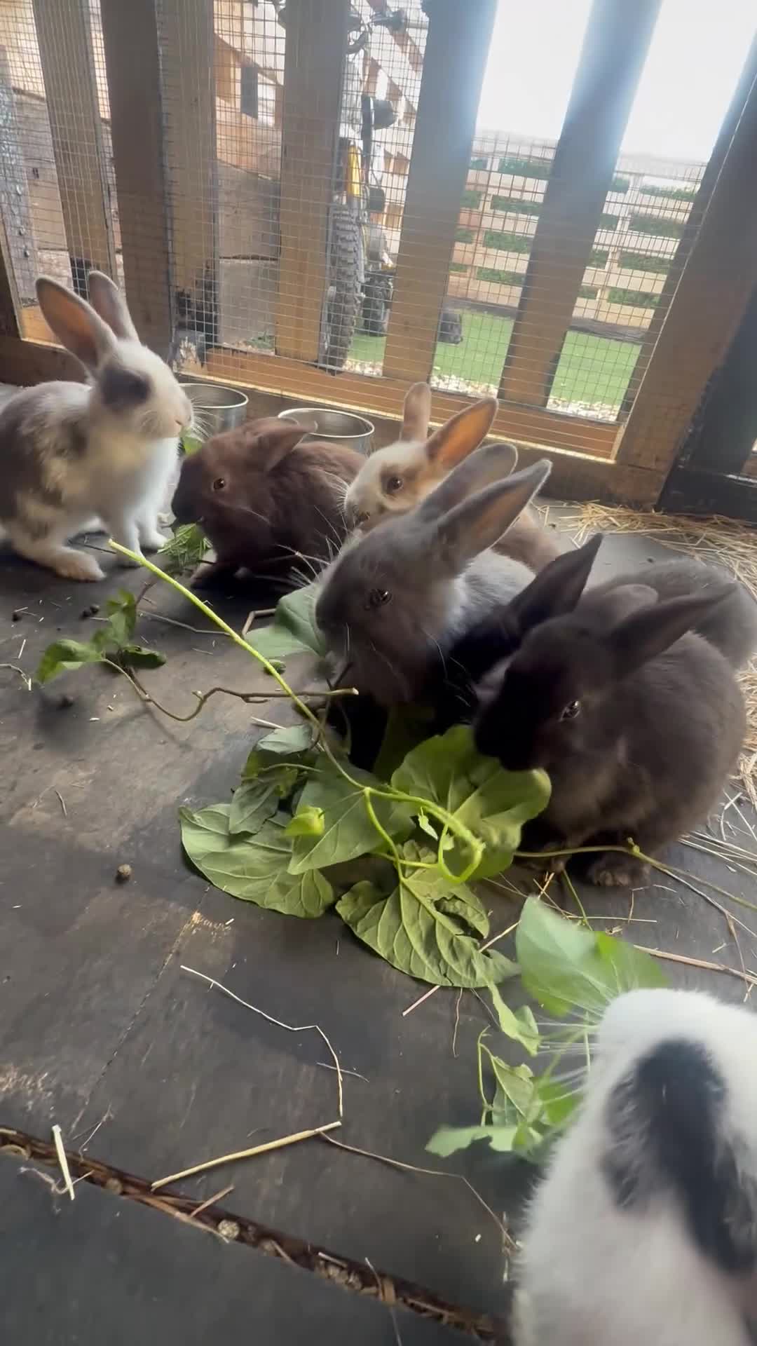 Mixed Breed rabbits for sale: 6 beautiful bunnies ✨✨ - Video 1
