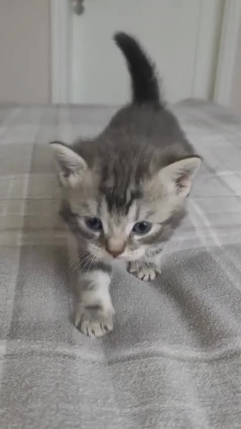 British Shorthair cats for sale: ✨4 Pure BSH Tabby kittens✨ - Video 1