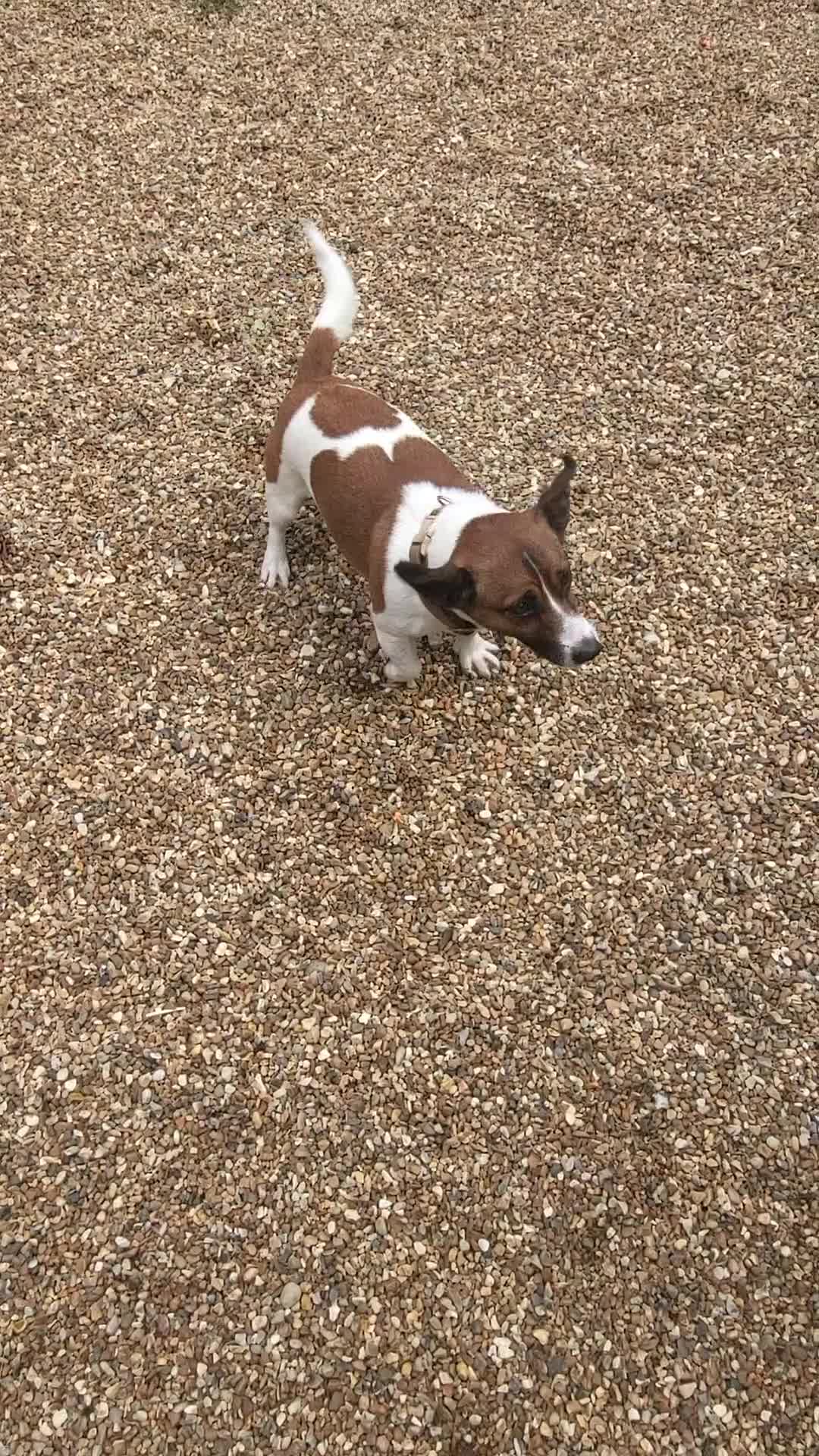 Jack Russell dogs for stud: Jack Russell Stud - Video 1