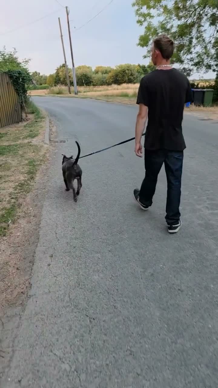 Staffordshire Bull Terrier dogs for sale: Rocco - Video 1
