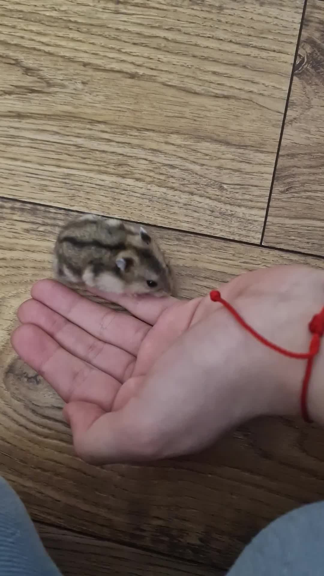Hamster rodents for sale: Baby Dwarf Hamsters 🐹 - Video 1