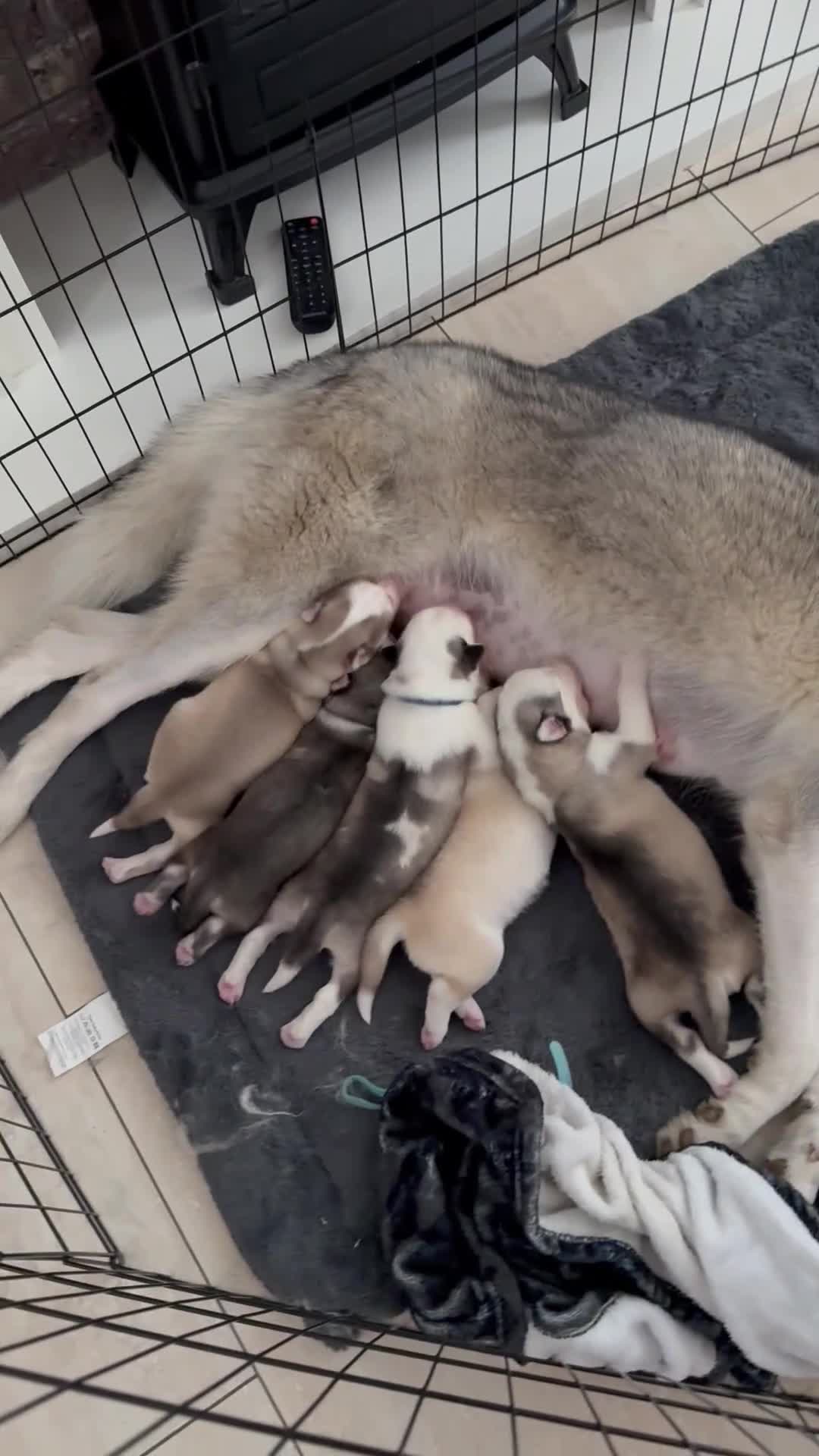 Siberian Husky dogs for sale: Beautiful Siberian puppies for Sale. Xx in Ware - Video 1