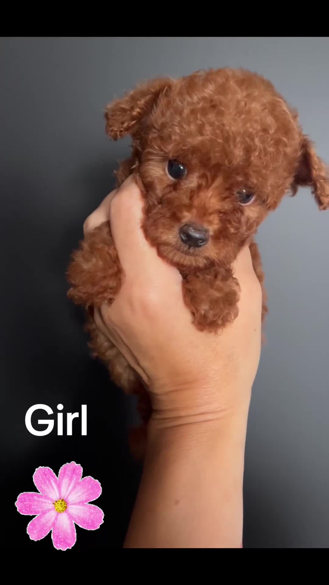 Toy Poodle dogs for sale:  🐩✨ Exceptionally Tiny Red Toy Poodles ✨🐩 - Video 2