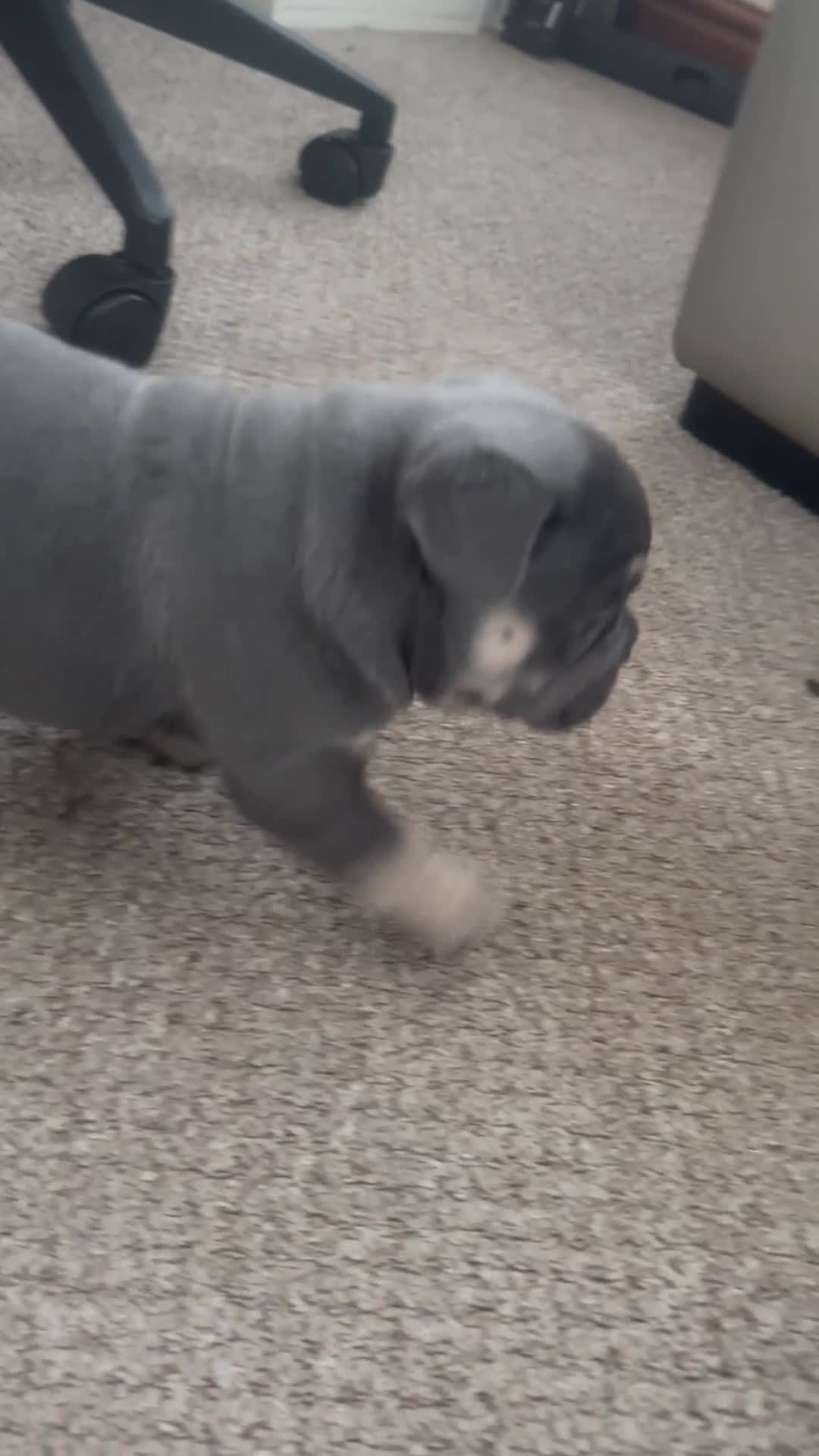 French Bulldog dogs for sale: Stunning French bulldog boy - Video 2