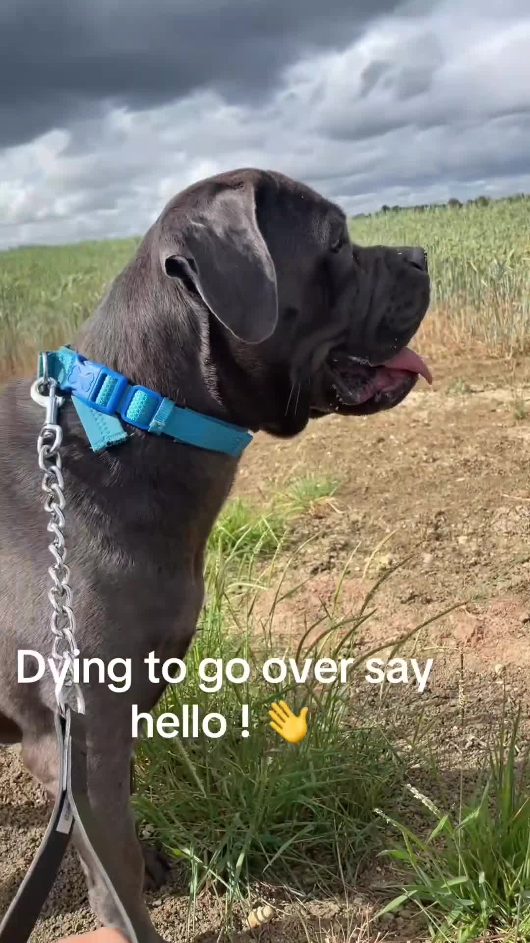 Cane Corso dogs for sale: Cane corso puppies in Evesham - Video 1