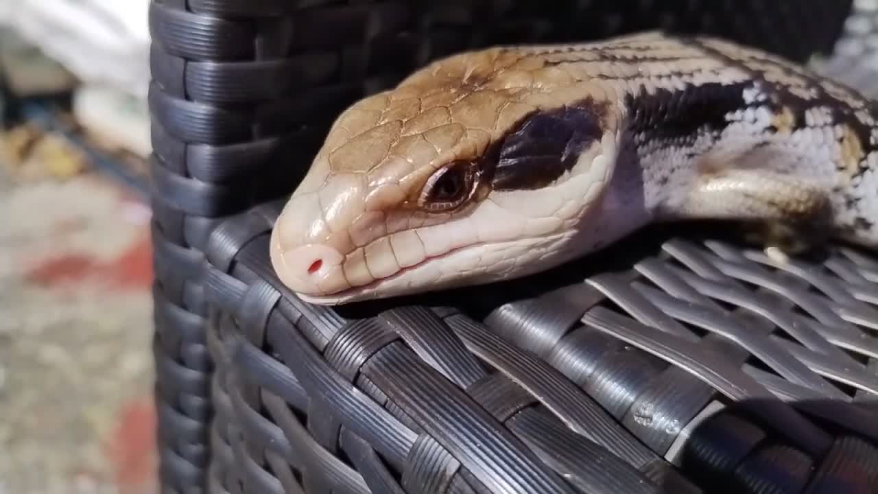 Skink reptiles for sale: EASTERN BLUE TONGUE SKINK - Video 1
