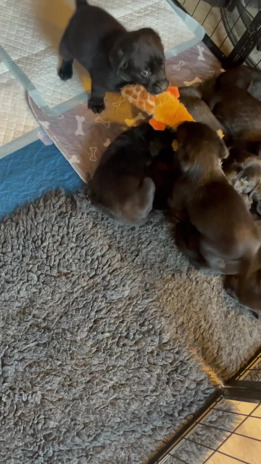 Labrador Retriever dogs for sale:  🐾Gorgeous BLack Labrador Puppies 🐾 - Video 2