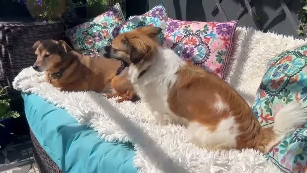 Mixed Breed dogs for adoption: MINI-small girl big personality/loving/smart  - Video 2