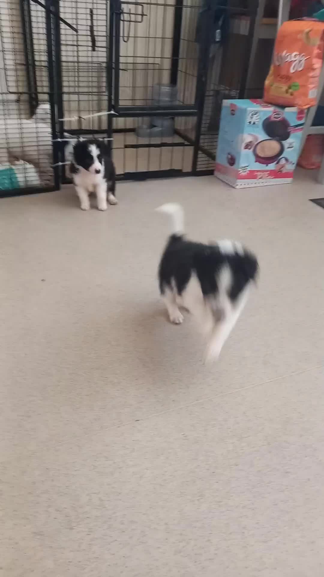 Border Collie dogs for sale: Border Collies for sale - Video 2