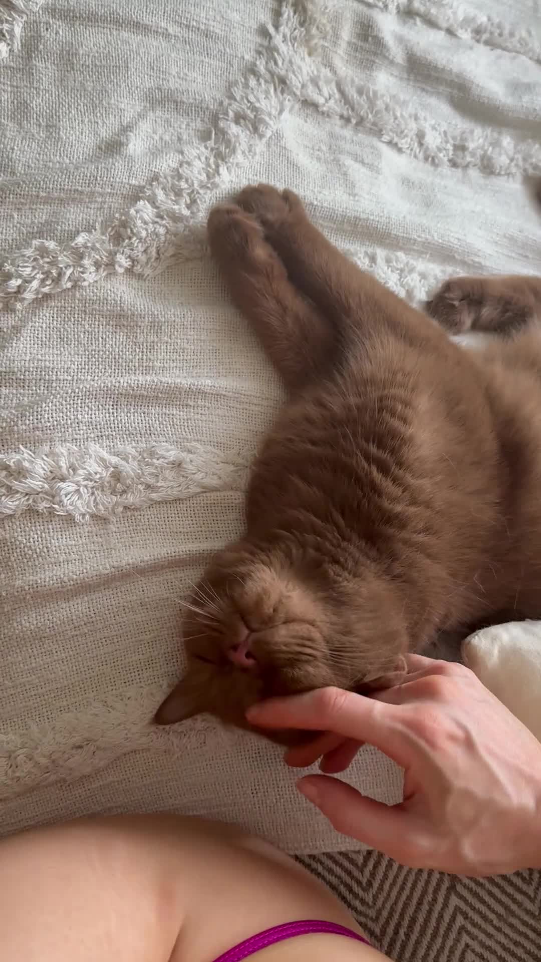 British Shorthair cats for sale: Retiring BSH queen looking for forever home 🤎 - Video 1