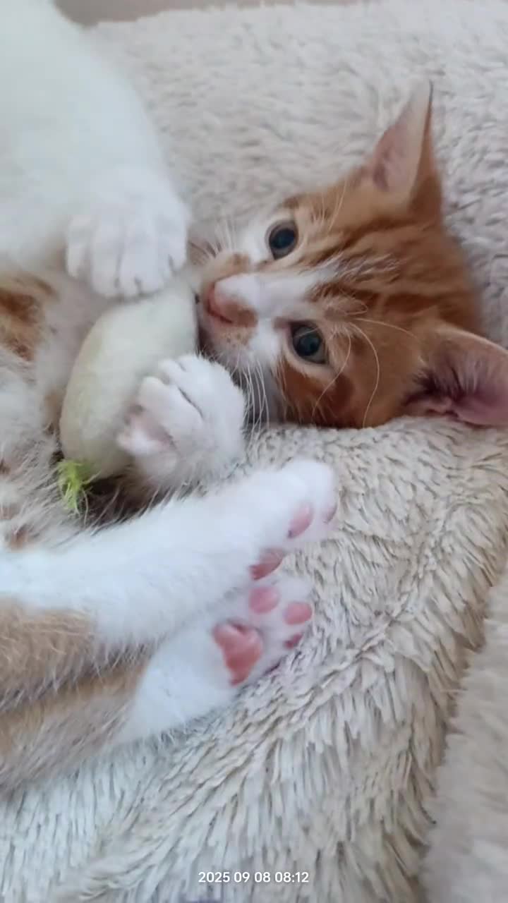 European cats for sale: Lovely kittens looking a new house - Video 1