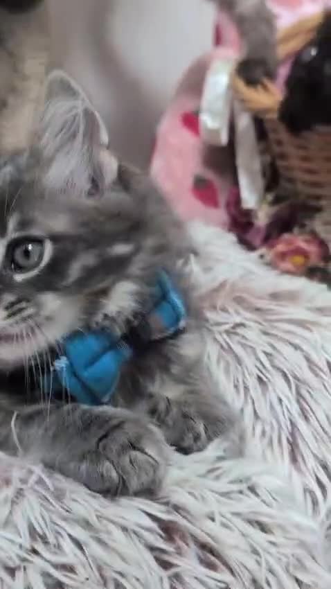 Maine Coon cats for sale: Maine coon ragdoll kittens for devoted owners in Paisley - Video 3
